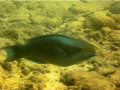   Who took my tooth brushThis first dive camera Florida Keys. caught this little coral eater smiling me. Keys me  